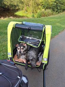 dog trailer