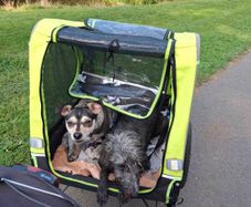 dog trailer