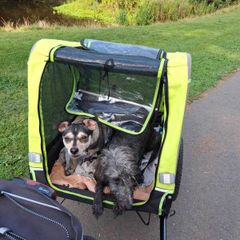 dog trailer