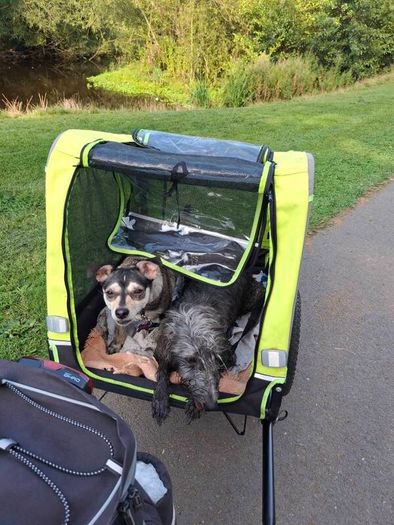 dog trailer