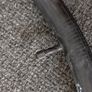 Pair of Bike Bicycle Tires Tyres 26" Inches 26x2.0 (54-559) + 1 Inner Tube Image 4