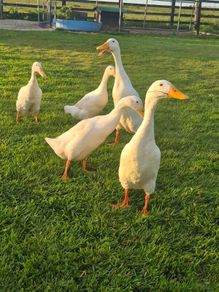 Runner Ducks