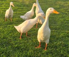 Runner Ducks