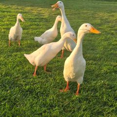 Runner Ducks