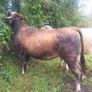 Organic  Cattle  Heifers Image 8