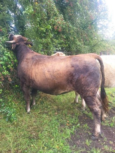 Organic  Cattle  Heifers