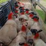 Ewe lambs Image 3