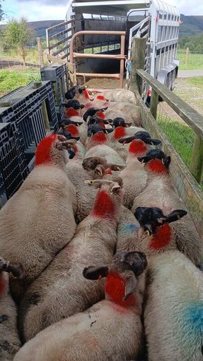 Ewe lambs