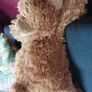 American Bear / Teddy Bear Holder / Soft Teddy Bear Image 7
