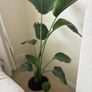 plant Image 4