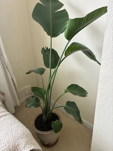 plant