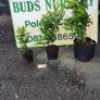 Cherry Laural Hedging 5/6 FT from 35 euro Image 5