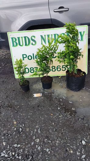 Cherry Laural Hedging 5/6 FT from 35 euro