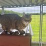Cat adoption Image 6