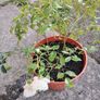 Roze plant Image 2