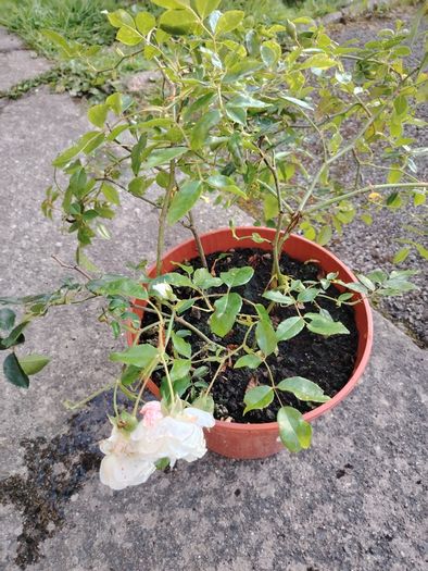 Plant