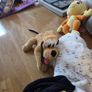 Collection of Teddys Image 5
