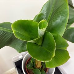 Banana tree
