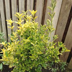 Euonymus Japonicus 'Luna'