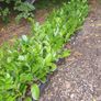 Laurel Hedging ONE EURO Image 7
