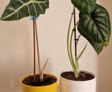 Beautiful Alocasia Plants