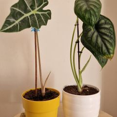 Beautiful Alocasia Plants