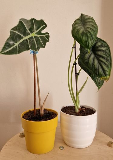 Beautiful Alocasia Plants