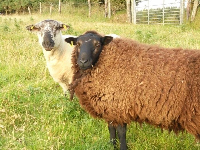 Vasectomised  Horned Teaser Rams