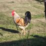 rooster Image 2