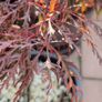 Potted japanese acer Image 7