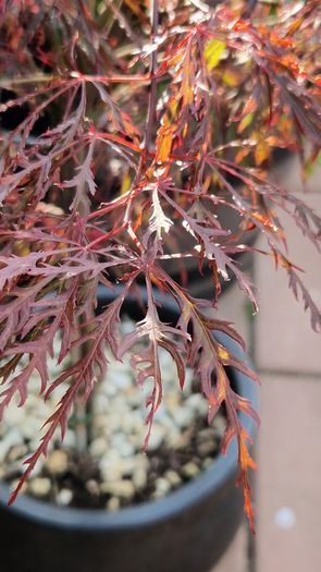 Potted japanese acer