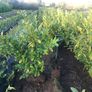 Hedging Laurel & Griselenia Image 7