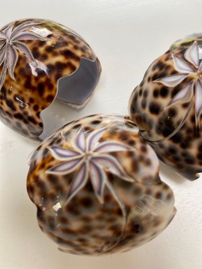 3 shell napkin holder