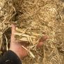 Pea straw/ pea Haulm FODDER Image 6