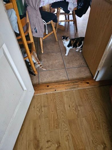 cat adaptio