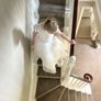 RRP 510 Communion dress ivory designer Teter Warm Image 10