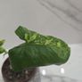 Syngonium Mojito Mottled - house plant - indoor plant Image 3