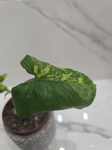 Syngonium Mojito Mottled - house plant - indoor plant