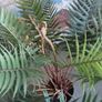 stunning large Artificial fern Image 3