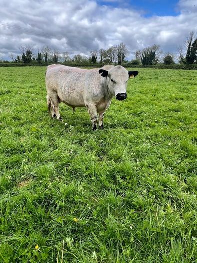 Speckle Park Bull PBNR Organic