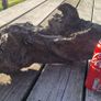 bog oak Image 6