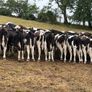 45 Fresian Bull Weanlings For Sale Image 3