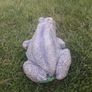 garden frog Image 3