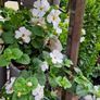 Trailing Basket Plants, Begonia Image 7