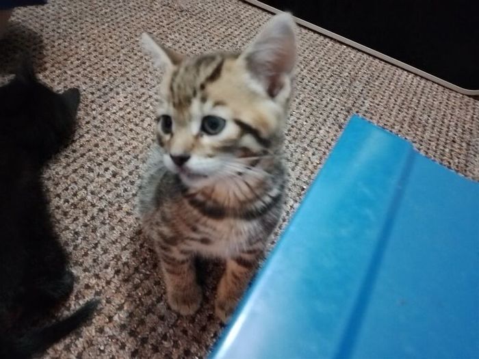 Kittens