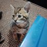 Kittens Image 3