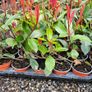 Red Robin hedging two euros Image 2