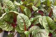 (C) Spinach Beet Rhubarb Chard seeds 3g (124411)
