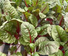(C) Spinach Beet Rhubarb Chard seeds 3g (124411)
