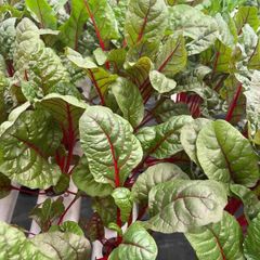 (C) Spinach Beet Rhubarb Chard seeds 3g (124411)
